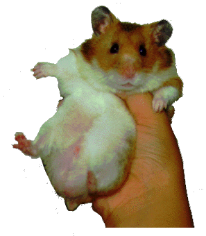 ���X���Y�ł��B