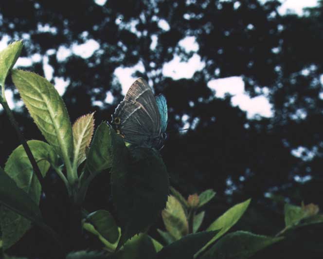 ���X�A�J�~�h���V�W�~�ł�