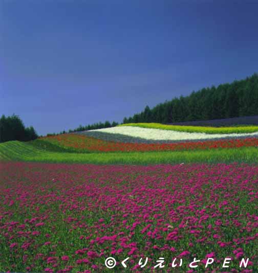 ��x�ǖ쒬�t�@�[���x�c�̉Ԕ��ł��B 