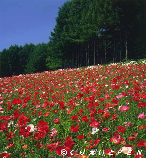  ��x�ǖ쒬�t�@�[���x�c�̉Ԕ��ł��B