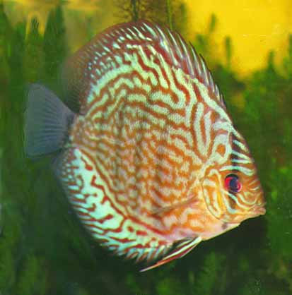 �^�[�R�C�Y�E�f�B�X�J�X�ł��B