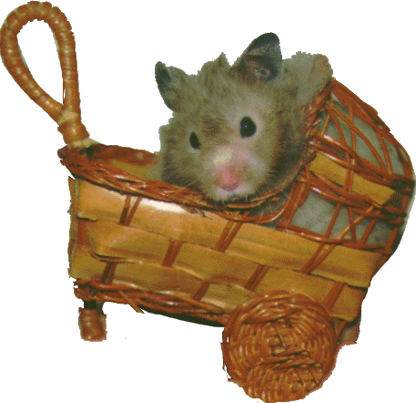 �`���E���Y�ł��B