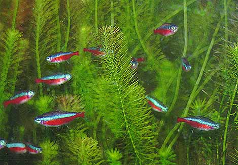 �J�[�W�i���e�g���ł��B