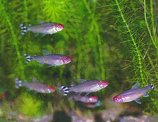 ���~�[�m�[�Y�E�e�g���ł��B