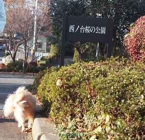 桜の公園