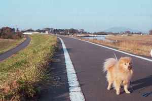 小貝川沿いを散歩