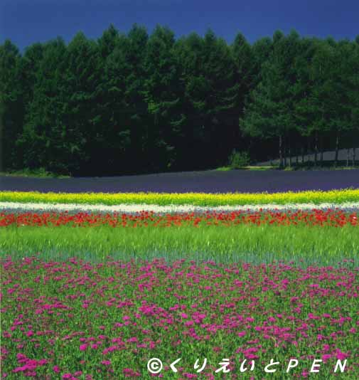 ��x�ǖ쒬�t�@�[���x�c�̉Ԕ��ł��B 