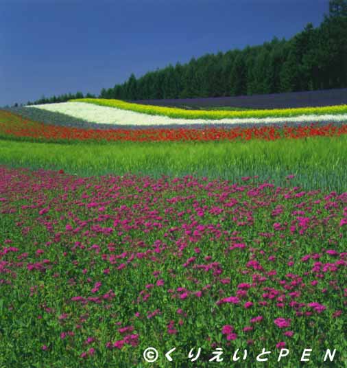 ��x�ǖ쒬�t�@�[���x�c�̉Ԕ��ł��B 