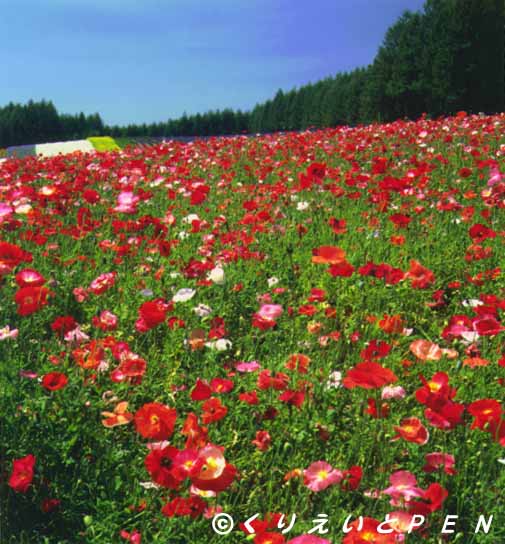 ��x�ǖ쒬�t�@�[���x�c�̉Ԕ��ł��B 