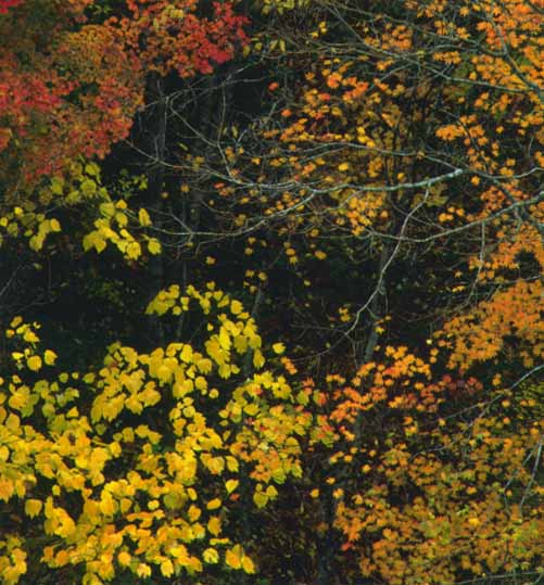  ���s�Ԕw�L�͌��̍g�t�ł��B