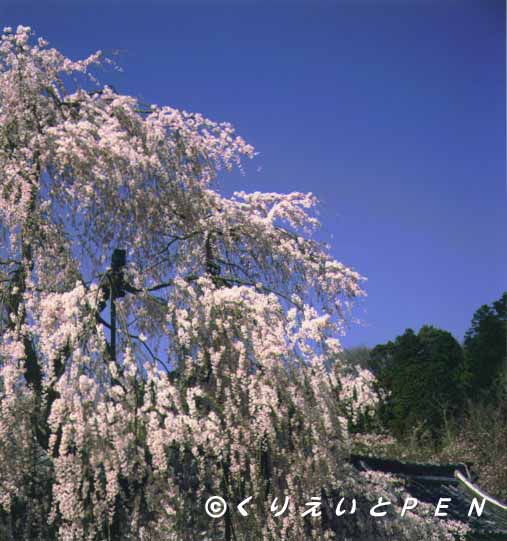 �ޗǌ���������쎛�̍��ł��B