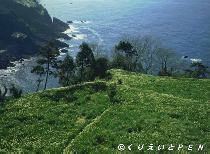 越前海岸のスイセン