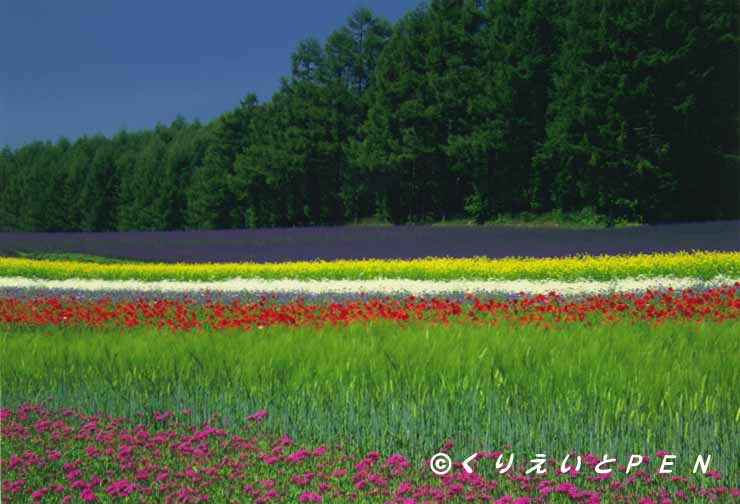 上富良野町ファーム富田の花畑です。