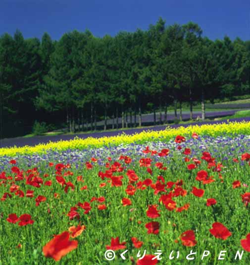 上富良野町ファーム富田の花畑です。 