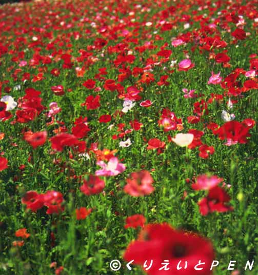  上富良野町ファーム富田の花畑です。