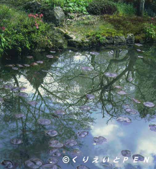 京都京北町常照光寺の庭園です。