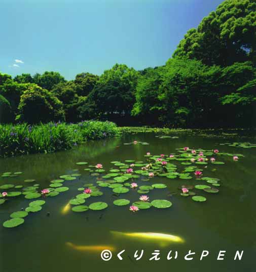 京都勧修寺の池です。