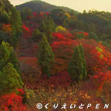  京都市東山清水寺の紅葉です。