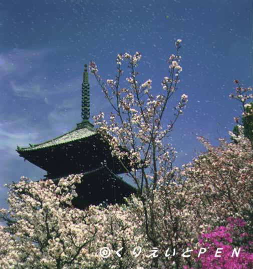 京都御室仁和寺の桜です。