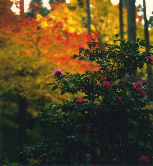  京都大原三千院の紅葉です。