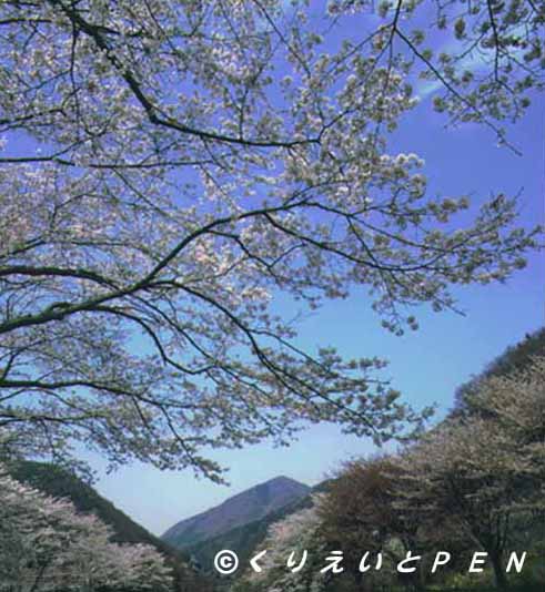 京都八瀬の桜です。