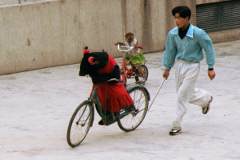 �F�̎��]��